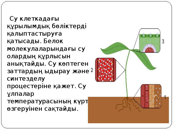 Су клеткадағы құрылымдық бөліктерді қалыптастыруға қатысады. Белок молекулаларындағы су олардың құрлысын анықтайды. С