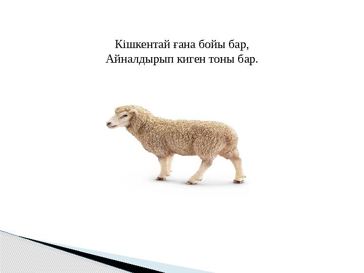 Кішкентай ғана бойы бар, Айналдырып киген тоны бар.