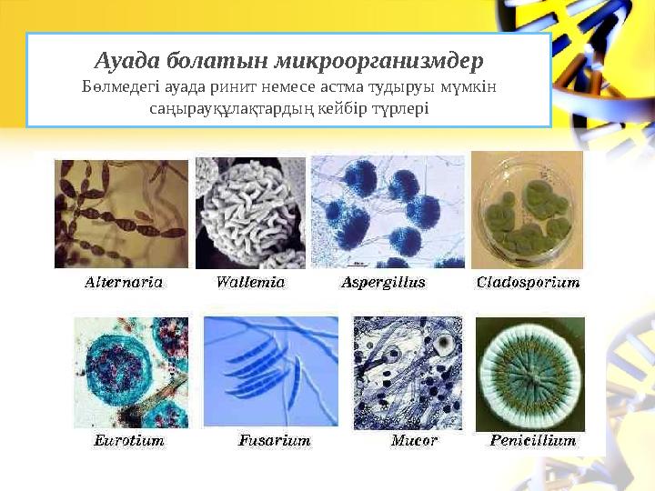 Ауада болатын микроорганизмдер Бөлмедегі ауада ринит немесе астма тудыруы мүмкін саңырауқұлақтардың кейбір түрлері