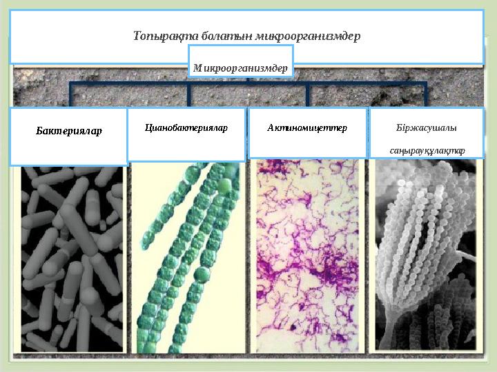 Топырақта болатын микроорганизмдер Микроорганизмдер Бактериялар Цианобактериялар Актиномицеттер Біржасушалы саңырауқұлақтар