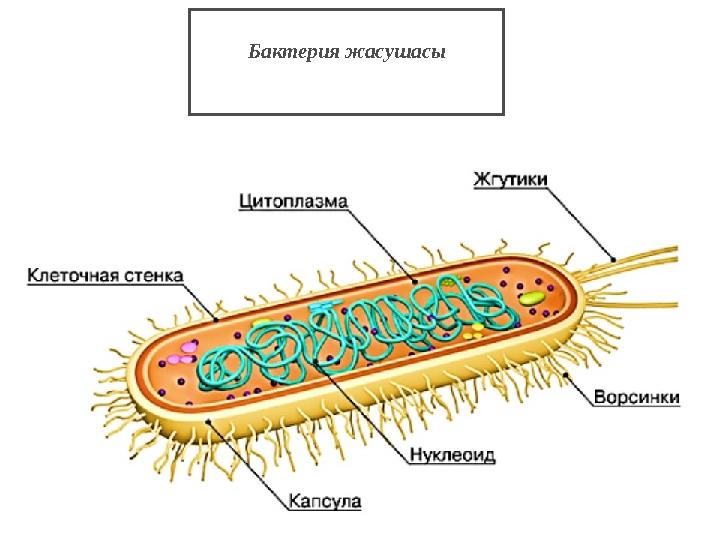 Бактерия жасушасы