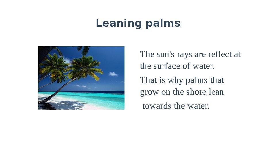Leaning palms The sun's rays are reflect at the surface of water. That is why palms that grow on the shore lean towards th