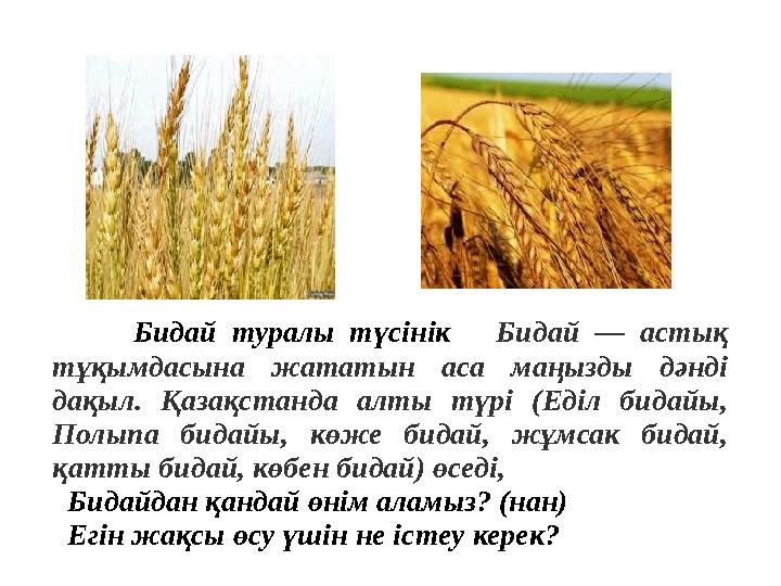 Бидай туралы түсінік Бидай — астық тұқымдасына жататын аса маңызды дәнді дақыл. Қазақстанда алты түр