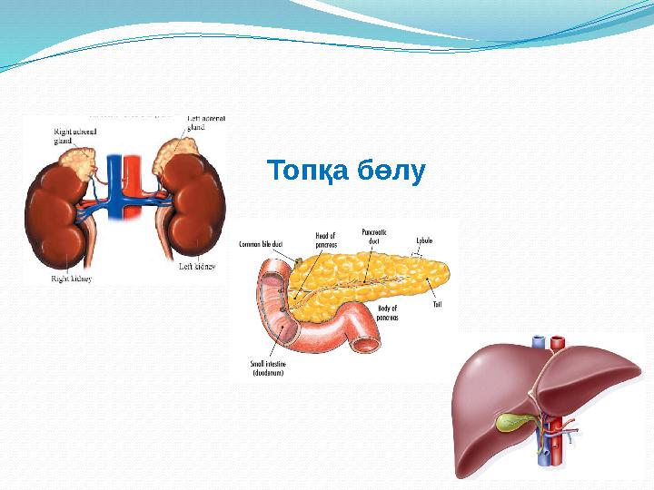 Шашты түкті писькилердің суреттері