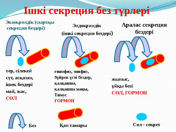 Сүт бездері 2 3 жыныс Сүт бездері 2 3 жыныс