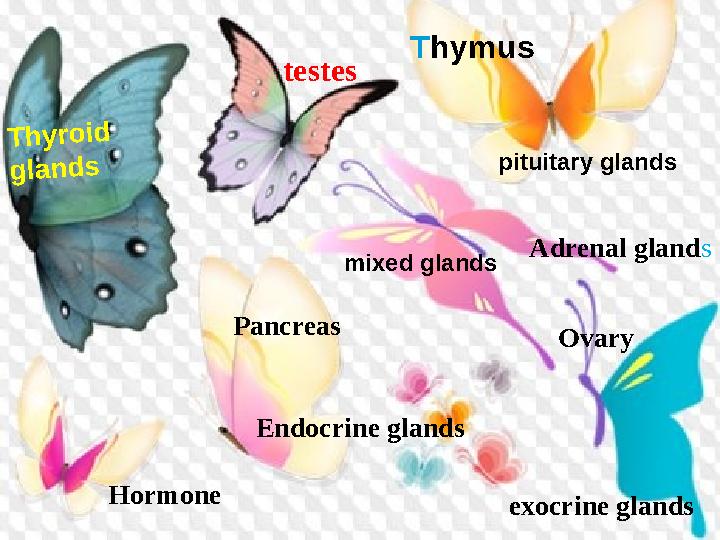 T hymus Adrenal gland s Pancreas OvaryT h y r o id g la n d spituitary glands mixed glands exocrine glandsHormone Endocrine g