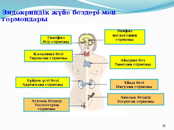 Үлкен аталық бездерді сору