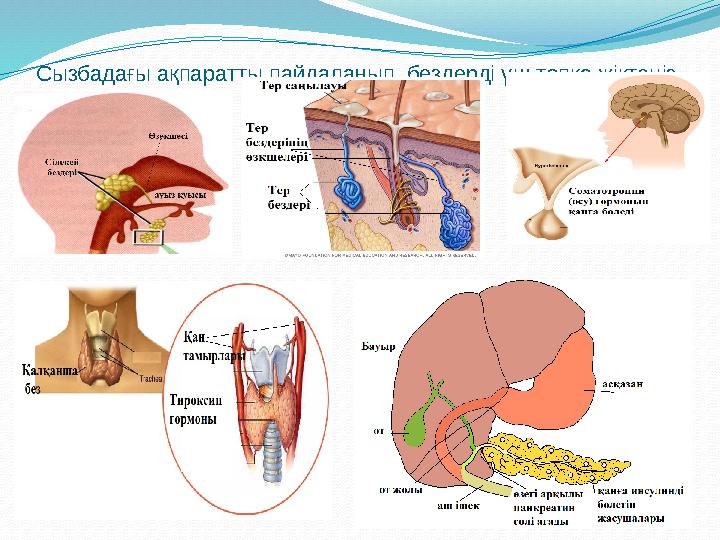 Сызбадағы ақпаратты пайдаланып, бездерді үш топқа жіктеңіз