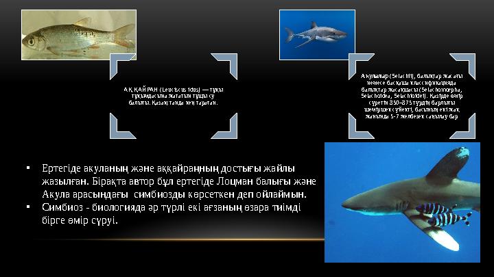 • Ертегіде акуланың және аққайраңның достығы жайлы жазылған. Бірақта автор бұл ертегіде Лоцман балығы және Акула арасындағы с