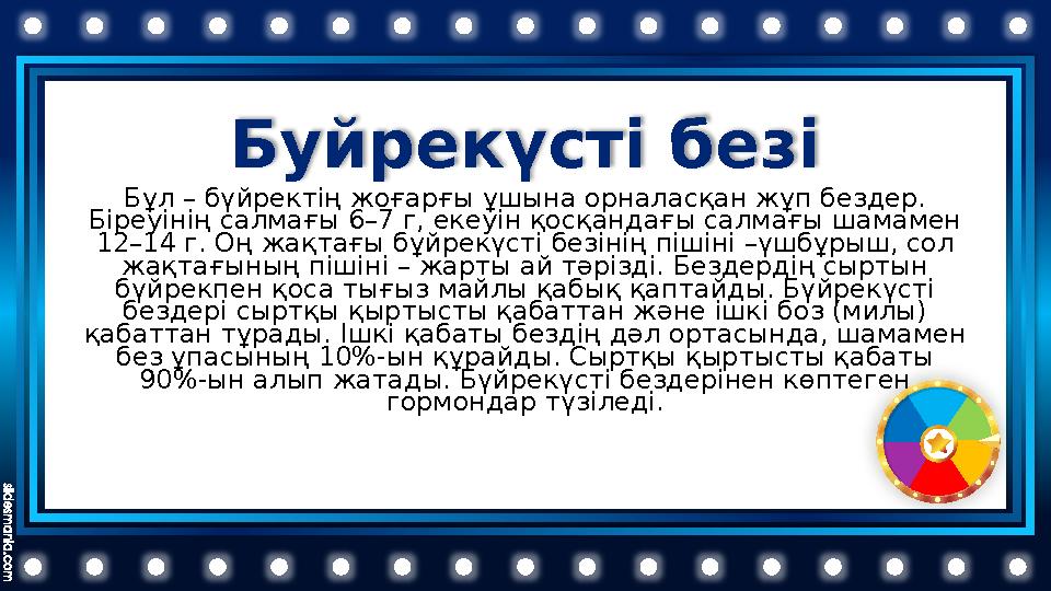 Буйрекүсті безі Бұл – бүйректің жоғарғы ұшына орналасқан жұп бездер. Біреуінің салмағы 6–7 г, екеуін қосқандағы салмағы шамаме