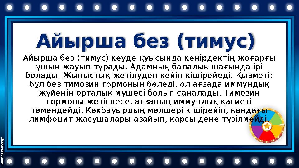 Айырша без (тимус) Айырша без (тимус) кеуде қуысында кеңірдектің жоғарғы ұшын жауып тұрады. Адамның балалық шағында ірі бола