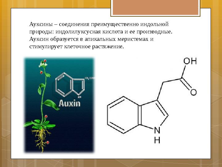 Ауксины – соединения преимущественно индольной природы: индолилуксусная кислота и ее производные. Ауксин образуется в апикальн