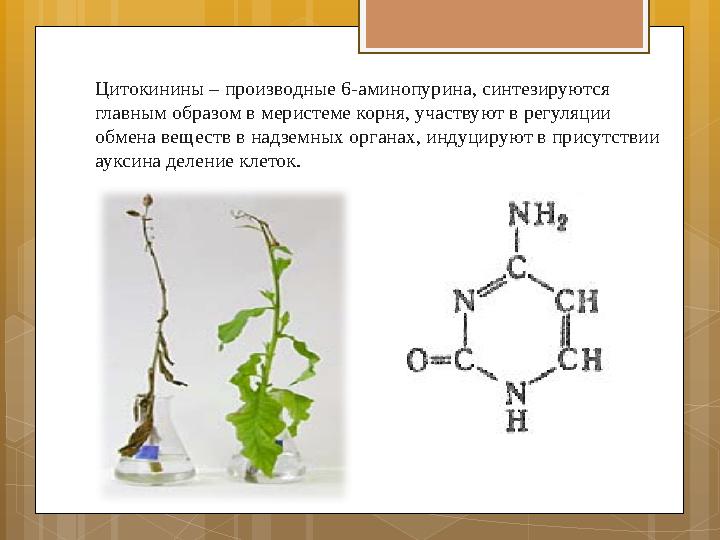 Цитокинины – производные 6-аминопурина, синтезируются главным образом в меристеме корня, участвуют в регуляции обмена веществ