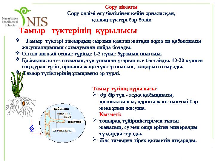  Тамыр түктері тамырдың сыртын қаптап жатқан жұқа өң қабықшасы жасушаларының созылуынан пайда болады.  Ол алғаш жай өсі