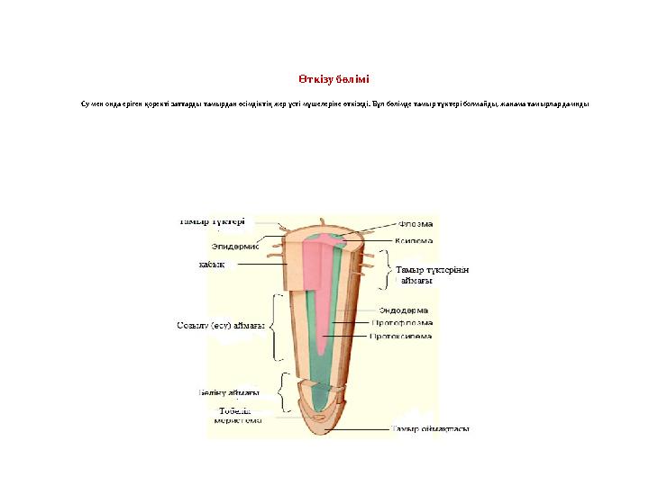 Өткізу бөлімі Су мен онда еріген қоректі заттарды тамырдан өсімдіктің жер үсті мүшелеріне өткізеді. Бұл бөлімде тамыр түктері