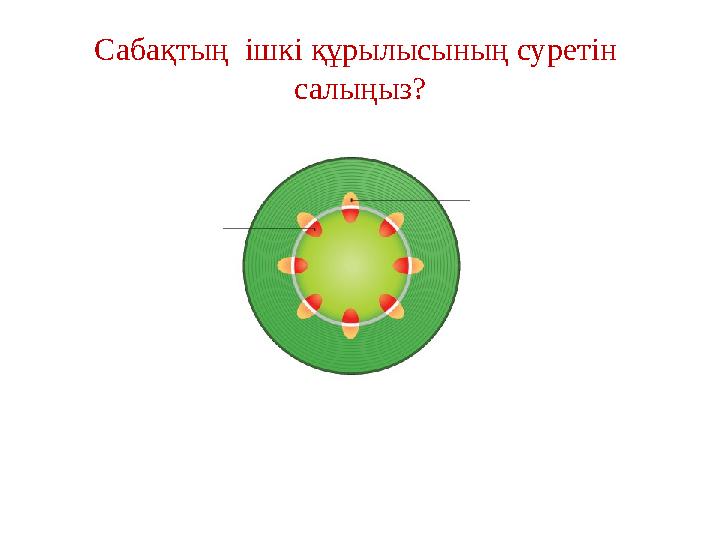 Сабақтың ішкі құрылысының суретін салыңыз?