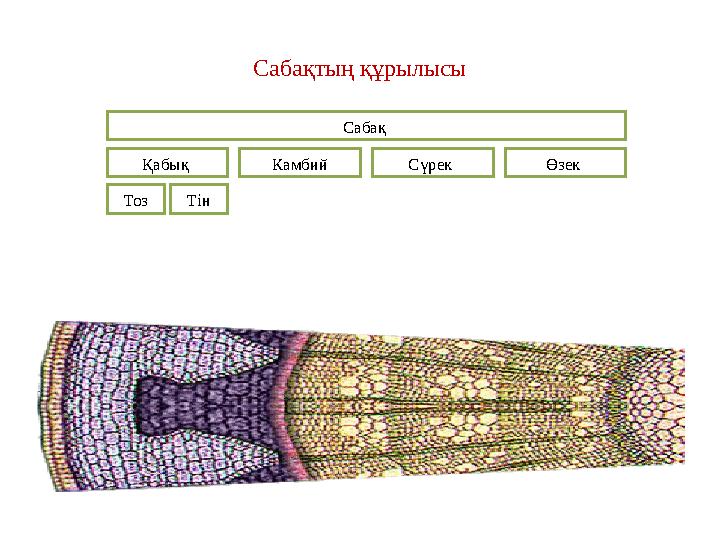 Сабақтың құрылысы Сабақ Қабық Тоз Тін Камбий Сүрек Өзек