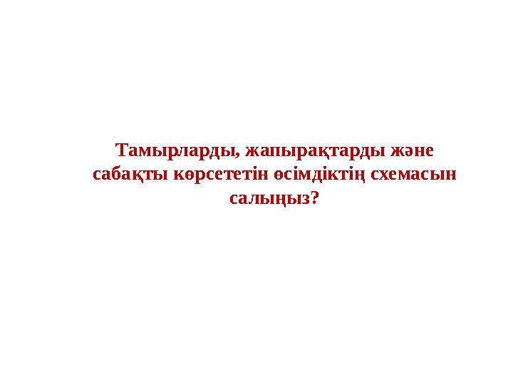 Тамырларды, жапырақтарды және сабақты көрсететін өсімдіктің схемасын салыңыз?