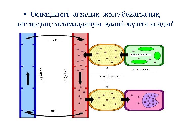 • Өсімдіктегі ағзалық және бейағзалық заттардың тасымалдануы қалай жүзеге асады?