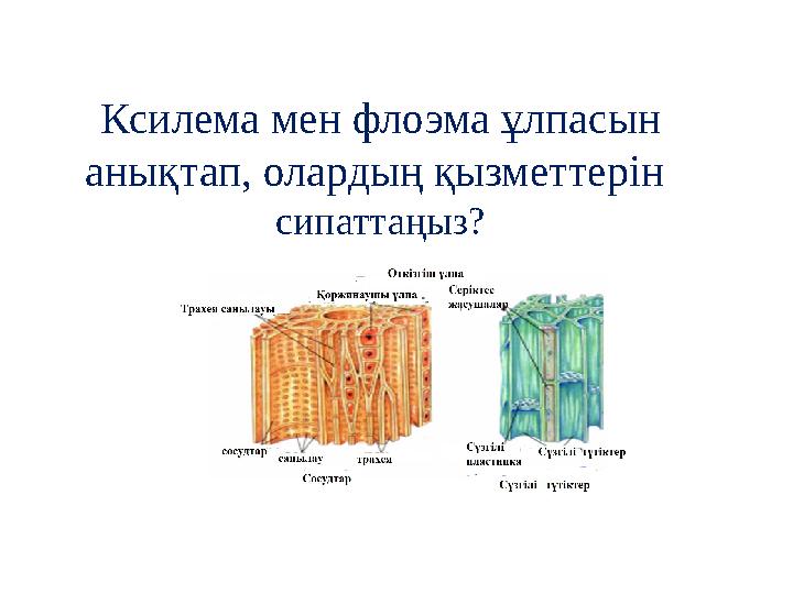 Ксилема мен флоэма ұлпасын анықтап, олардың қызметтерін сипаттаңыз?