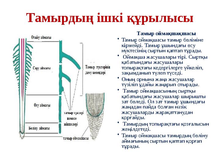 Тамырдың ішкі құрылысы Тамыр оймақшақшасы • Тамыр оймақшасы тамыр бөліміне кірмейді. Тамыр ұшындағы өсу нүктес