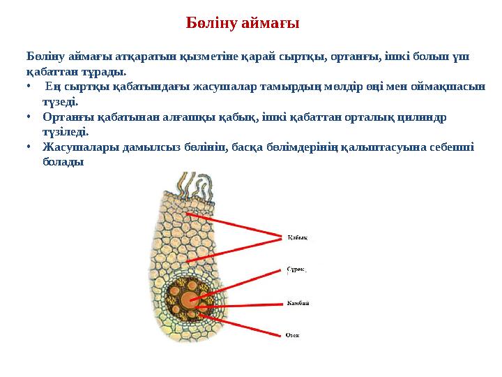 Бөліну аймағы атқаратын қызметіне қарай сыртқы, ортанғы, ішкі болып үш қабаттан тұрады. • Ең сыртқы қабатындағы жасушалар там