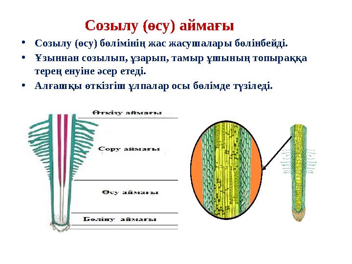 Созылу (өсу) аймағы • Созылу (өсу) бөлімінің жас жасушалары бөлінбейді. • Ұзыннан созылып, ұзарып, тамыр ұшын