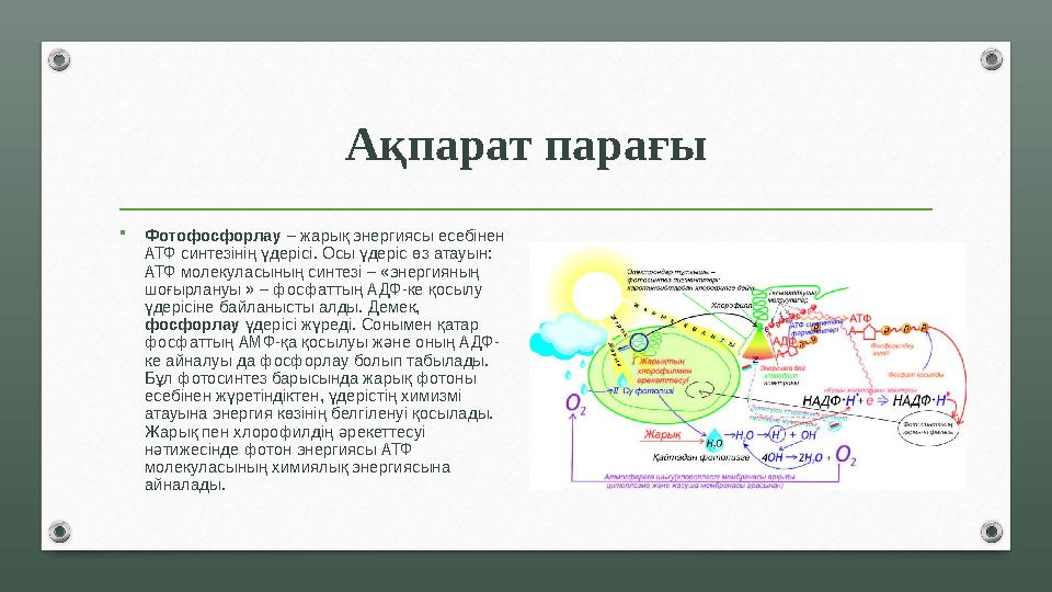 Ақпарат парағы • Фотофосфорлау – жарық энергиясы есебінен АТФ синтезінің үдерісі. Осы үдеріс өз атауын: АТФ молекуласының син
