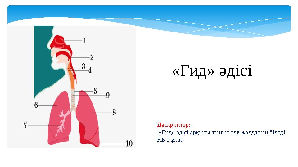 «Гид» әдісі Дескриптор: «Гид» әдісі арқылы тыныс алу жолдарын біледі. ҚБ 1 ұпай