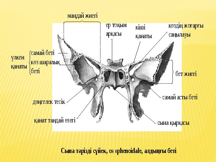 самай беті көз шаралық беті үлкен қанаты маңдай жиегі ер тоқым арқасы кіші қанаты көздің жоғарғы саңылауы самай асты б