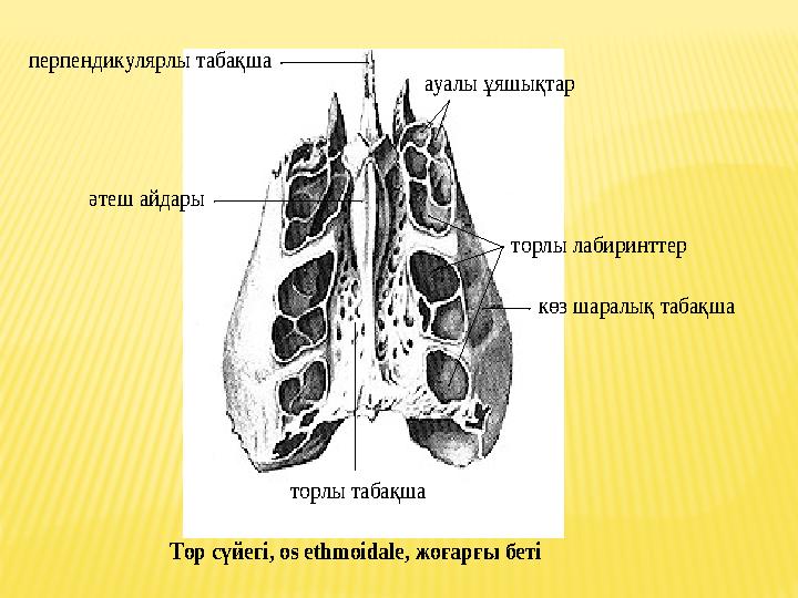 торлы табақша көз шаралық табақша торлы лабиринттер әтеш айдары ауалы ұяшықтар перпендикулярлы табақша Тор сүйегі , os eth