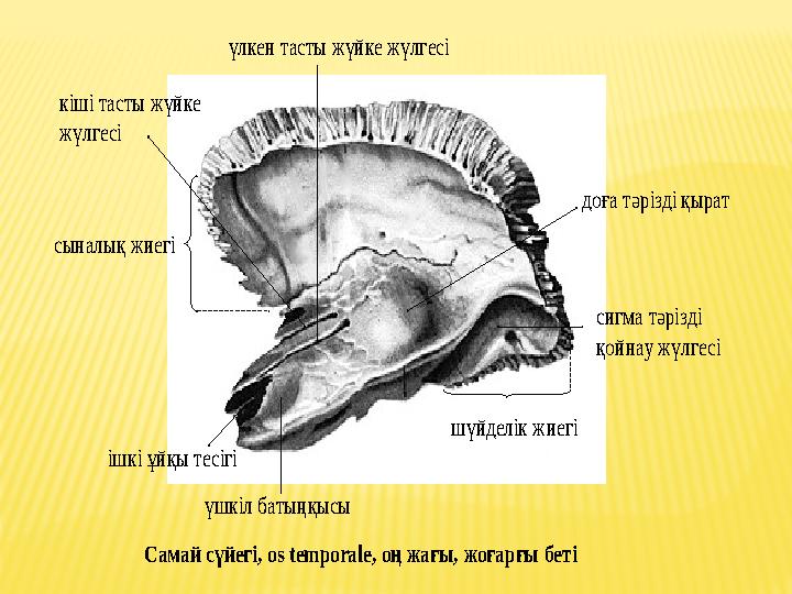 үлкен тасты жүйке жүлгесі кіші тасты жүйке жүлгесі сыналық жиегі доға тәрізді қырат шүйделік жиегі сигма тәрізді қойнау жү