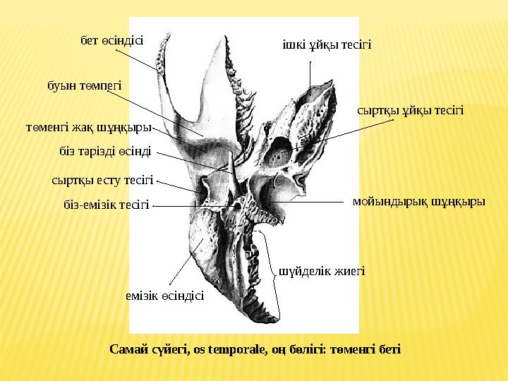 шүйделік жиегі ішкі ұйқы тесігі сыртқы ұйқы тесігі мойындырық шұңқыры емізік өсіндісі біз -емізік тесігі сыртқы есту тесіг