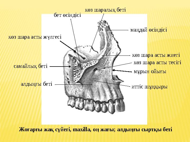алдыңғы беті самайлық беті көз шара асты жүлгесі бет өсіндісі маңдай өсіндісі көз шаралық беті көз шара асты жиегі көз ша
