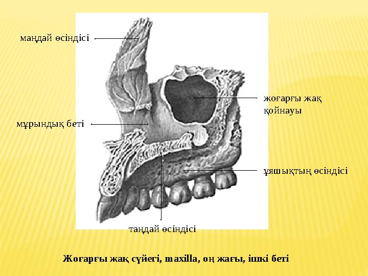 маңдай өсіндісі жоғарғы жақ қойнауы ұяшықтың өсіндісі таңдай өсіндісі мұрындық беті Жоғарғы жақ сүйегі , maxilla , оң жағы