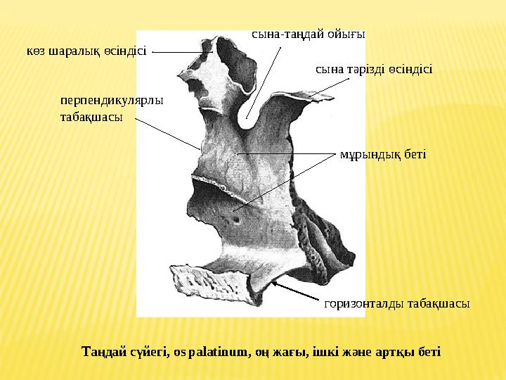 сына -таңдай ойығы сына тәрізді өсіндісі мұрындық беті горизонталды табақшасы перпендикулярлы табақшасы көз шаралық өсіндіс