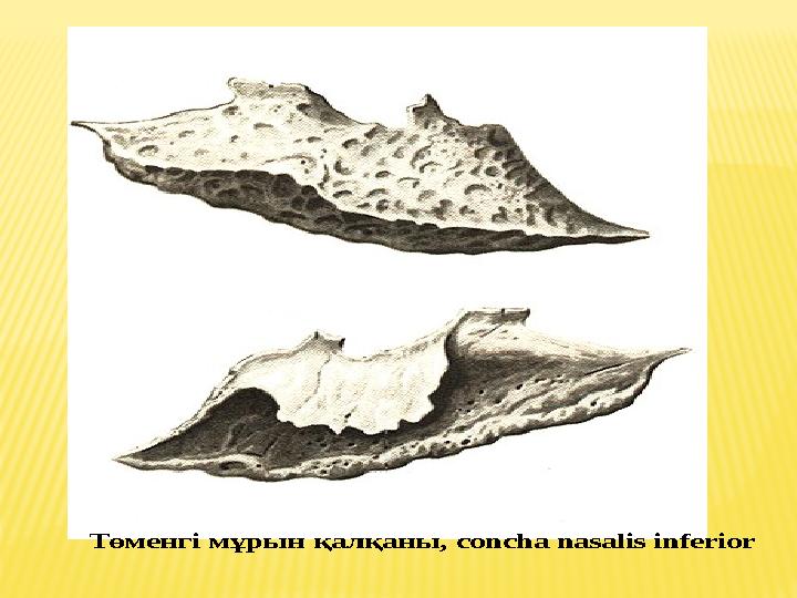 Төменгі мұрын қалқаны , concha nasalis inferior Төменгі мұрын қалқаны , concha nasalis inferior