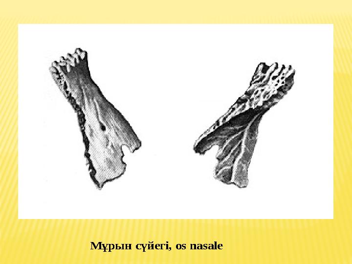 Мұрын сүйегі , os nasale Мұрын сүйегі , os nasale