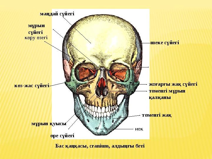 маңдай сүйегі мұрын сүйегі көру өзегі көз -жас сүйегі өре сүйегі мұрын қуысы иек төменгі жақ төменгі мұрын қалқаны жоға