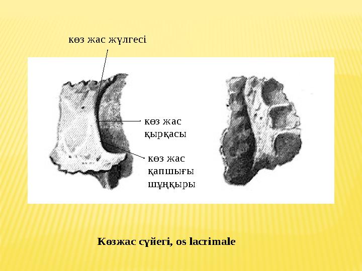 көз жас жүлгесі көз жас қырқасы көз жас қапшығы шұңқыры Көзжас сүйегі , os lacrimale көз жас жүлгесі көз жас қырқасы кө