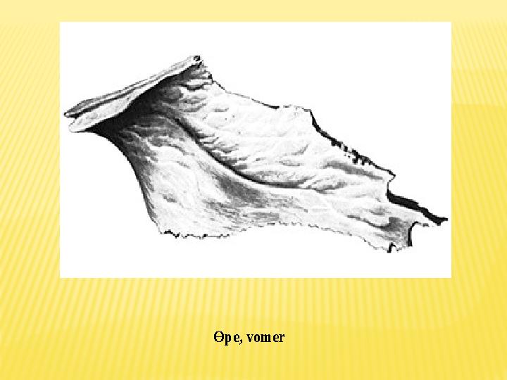Өре , vomer Өре , vomer