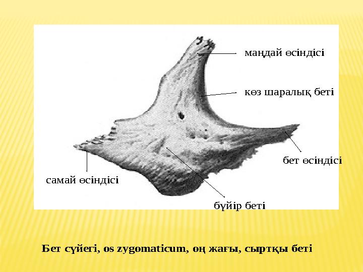 маңдай өсіндісі көз шаралық беті бет өсіндісі бүйір беті самай өсіндісі Бет сүйегі , os zygomaticum , оң жағы , сыртқы б