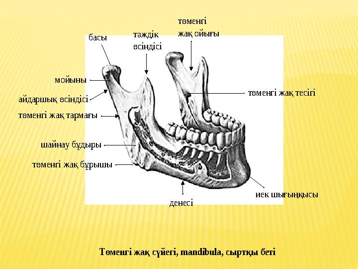 басы тәждік өсіндісі төменгі жақ ойығы төменгі жақ тесігі иек шығыңқысы денесі төменгі жақ бұрышы шайнау бұдыры төменгі ж