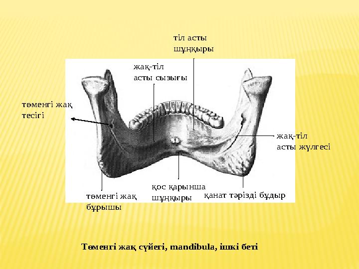 Төменгі жақ сүйегі , mandibula , ішкі беті жақ -тіл асты сызығы тіл асты шұңқыры жақ -тіл асты жүлгесі қанат тәрізді бұ