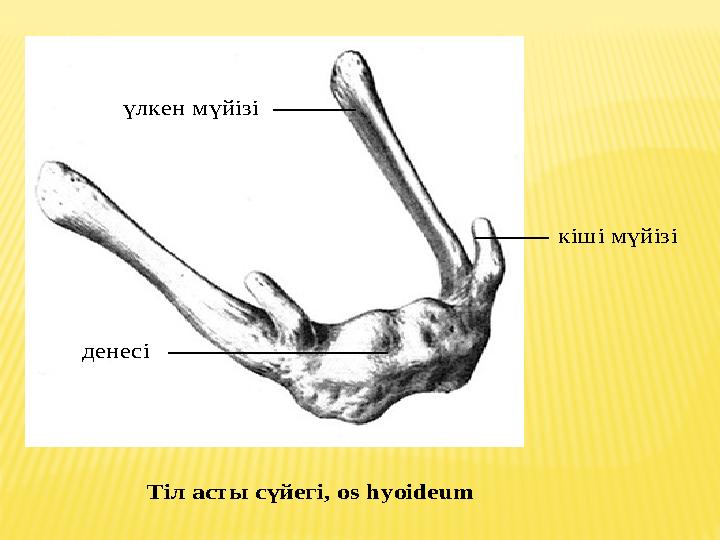 денесі кіші мүйізі үлкен мүйізі Тіл асты сүйегі , os hyoideum денесі кіші мүйізі үлкен мүйізі Тіл асты сүйегі , os hyoi