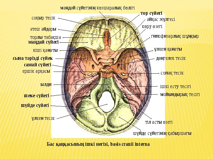 Бас қаңқасының ішкі негізі , basis cranii interna үлкен тесік ылди ершік арқасы кіші қанаты торлы табақша соқыр тесік әте