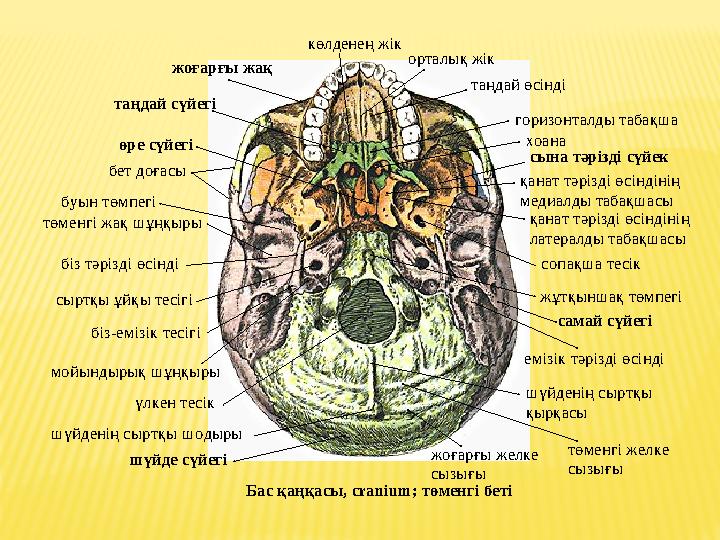 Бас қаңқасы , cranium ; төменгі беті жоғарғы желке сызығы шүйденің сыртқы қырқасы төменгі желке сызығы шүйденің сыртқы ш