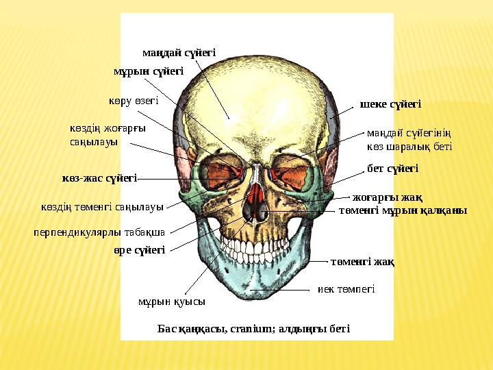 маңдай сүйегі мұрын сүйегі көру өзегі көздің жоғарғы саңылауы көз -жас сүйегі көздің төменгі саңылауы перпендикулярлы таб
