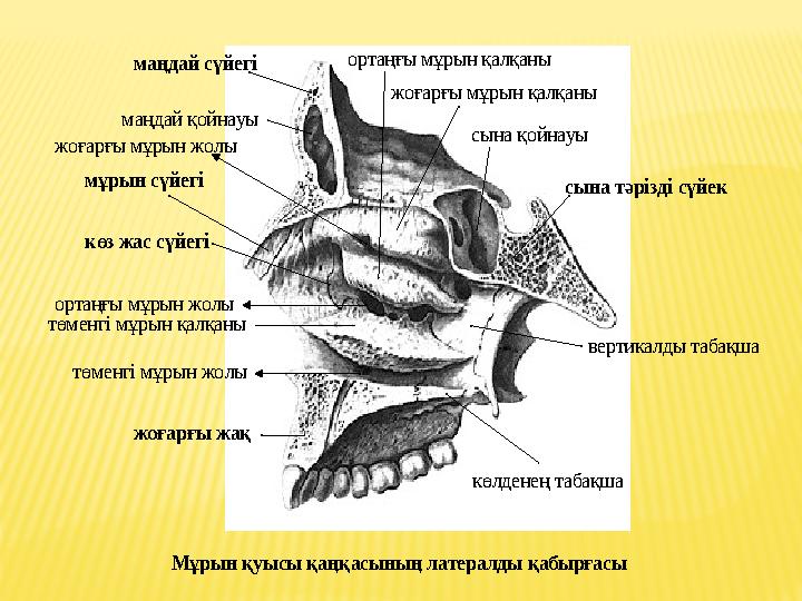 көлденең табақша вертикалды табақша сына қойнауы жоғарғы мұрын қалқаны ортаңғы мұрын қалқаны маңдай қойнауы жоғарғы мұрын