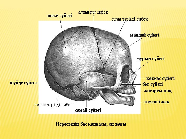 Нәрестенің бас қаңқасы , оң жағы алдыңғы еңбек шеке сүйегі сына тәрізді еңбек маңдай сүйегі мұрын сүйегі көзжас сүйегі бе